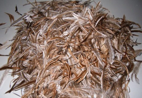 Emu Feathers